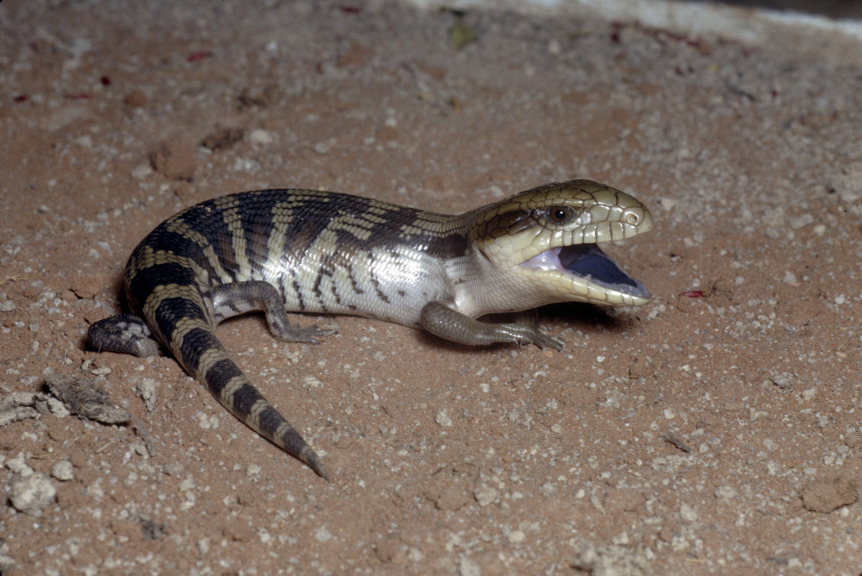 Eastern Blue-tongue on sand