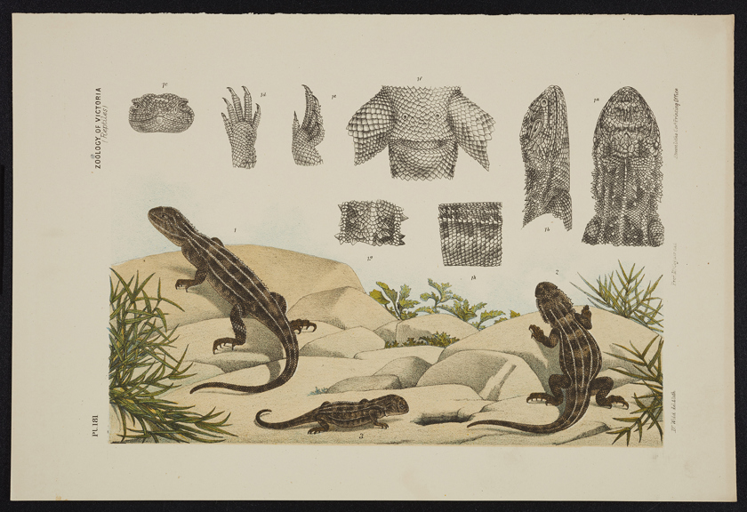 An illustration of the Victorian grassland earless dragon from the 19th century.