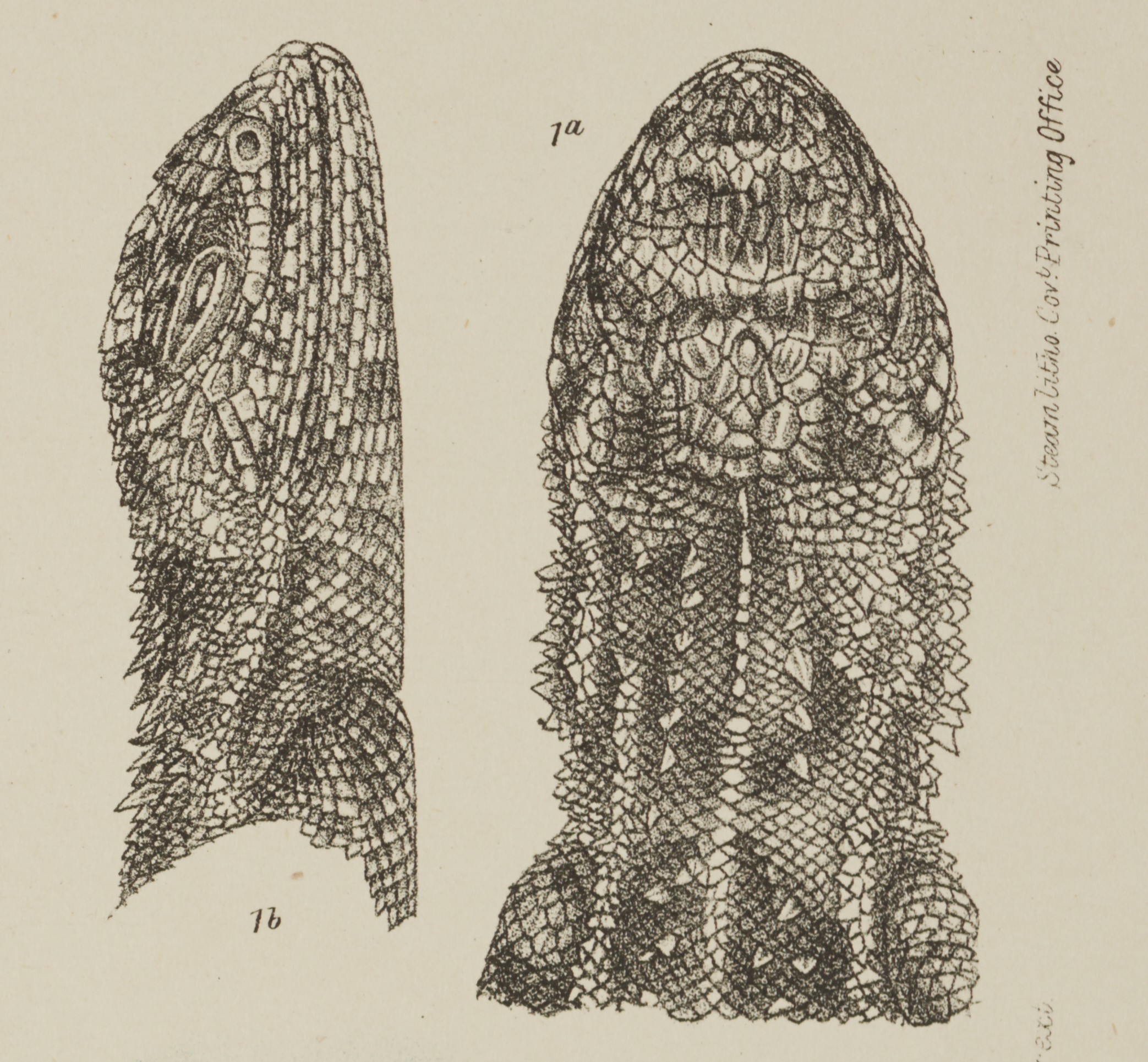 An illustrated dragon's head seen from two angles. 