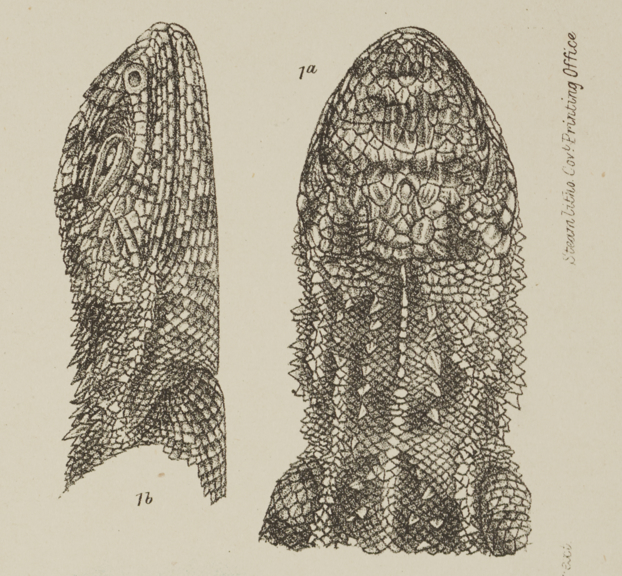 An illustrated dragon's head seen from two angles. 