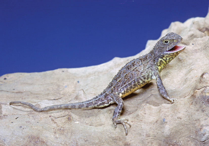 A little lizard on a log with its mouth open. 