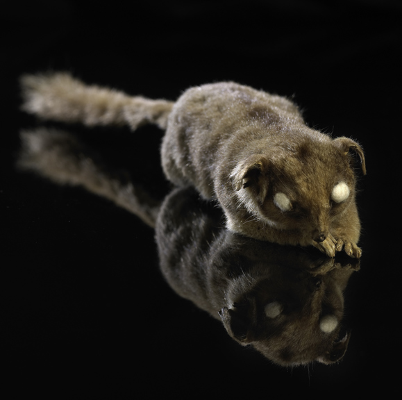 A taxidermied marsupial. 