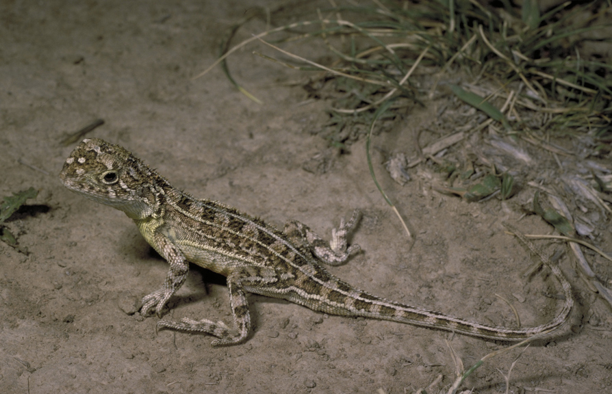 A lizard sitting still on the ground.