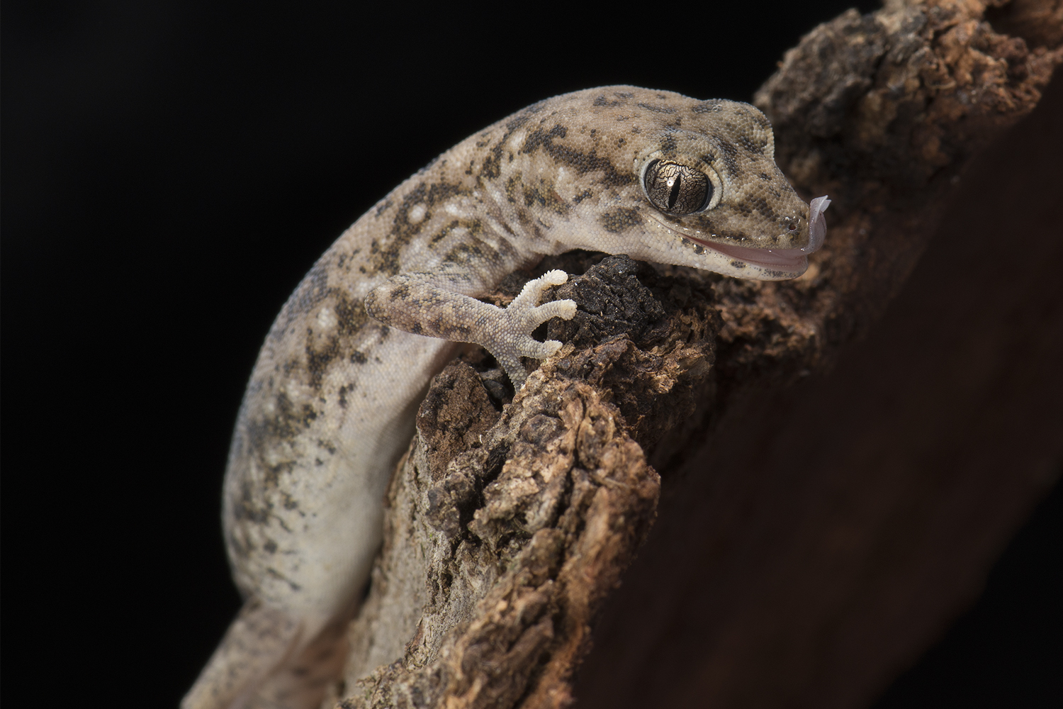 Diplodactylus tessellatus, Tessellated gecko, female with eggs. Location: Australia, Victoria, Gannawarra, Rifle Butt Road. Survey: MEB 2016 022, Field No: GWH007.