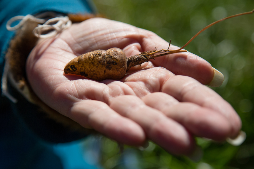 Hand holding a murnong root