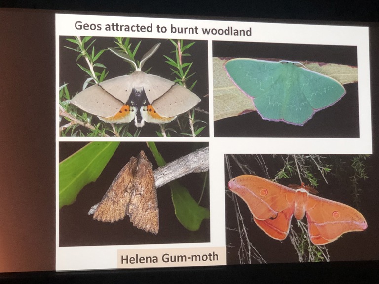 Peter Marriott’s slide illustrating Geos attracted to burnt woodland.
