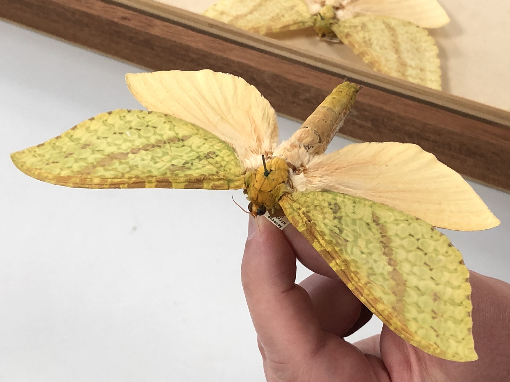 Mirabilis (female) from the George Lyell Collection at Melbourne Museum.