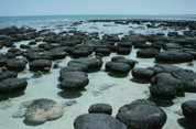 Stromatolites at Carbla Point, Shark Bay