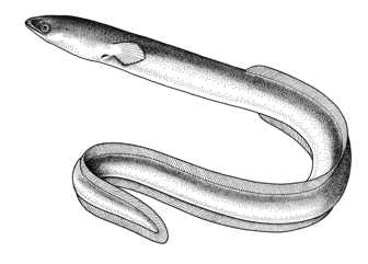 Southern Shortfin Eel