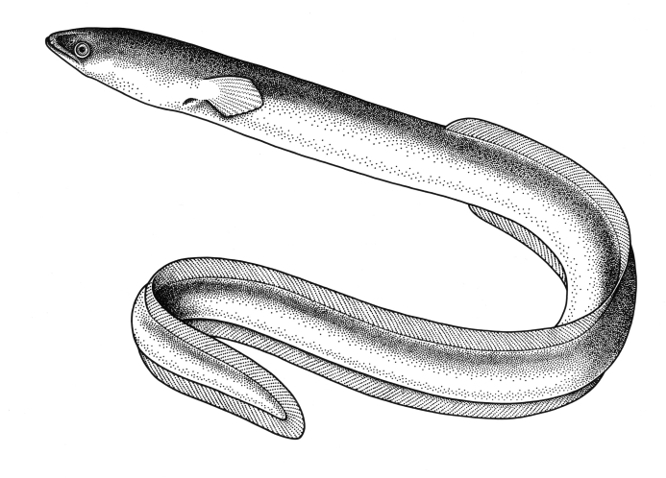 Southern Shortfin Eel