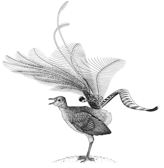 Superb Lyrebird
