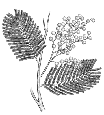 Silver Wattle in flower 