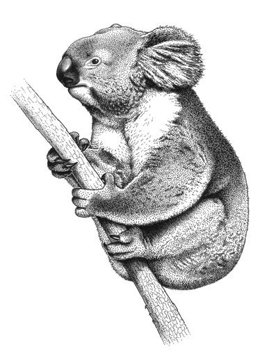 Koala