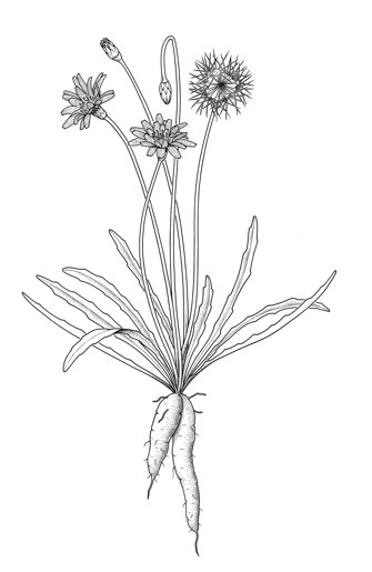 Myrnong in flower with tubers