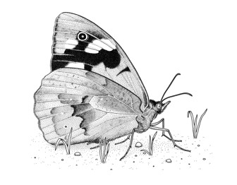 Common Brown Butterfly adult