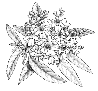 Victorian Christmas bush in flower