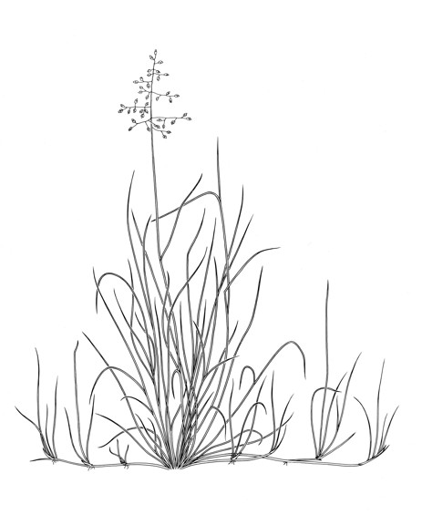 Poa grass tussock
