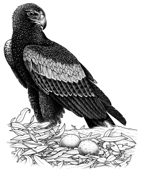 Wedge-tailed Eagle