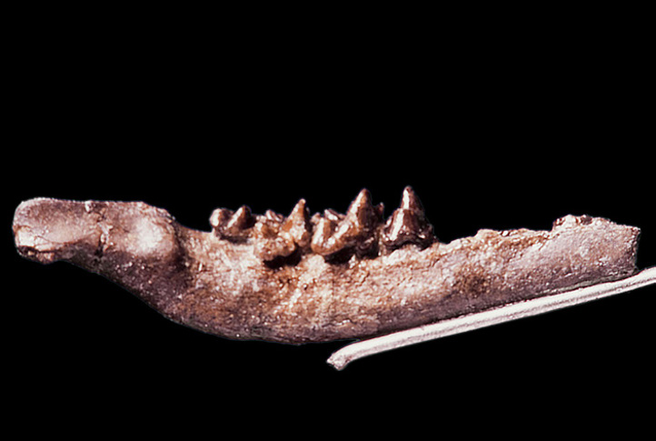 small fossil jaw