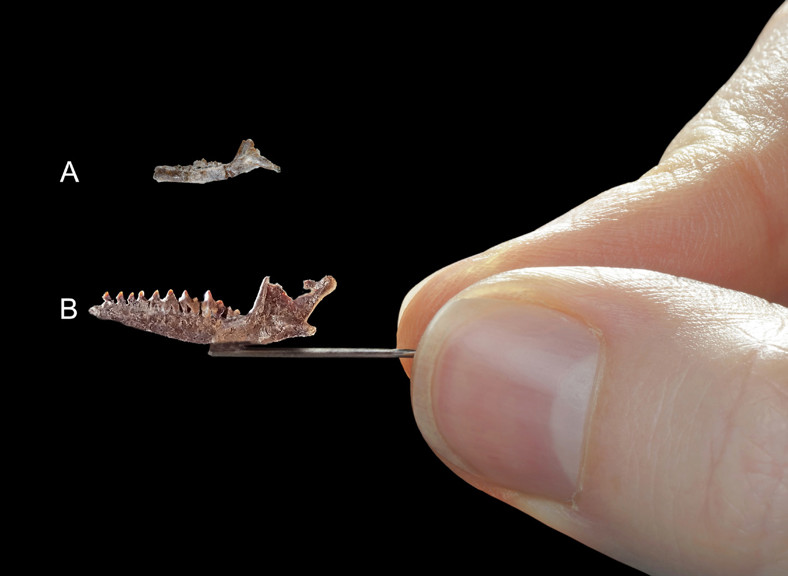 Two very small fossilised animal jaws