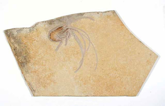Crustacean fossil preserved in a limestone rock