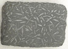 Andalusite schist specimen