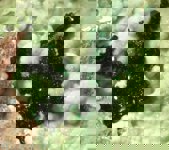 Gillardite mineral specimen