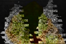 Pyromorphite mineral specimen