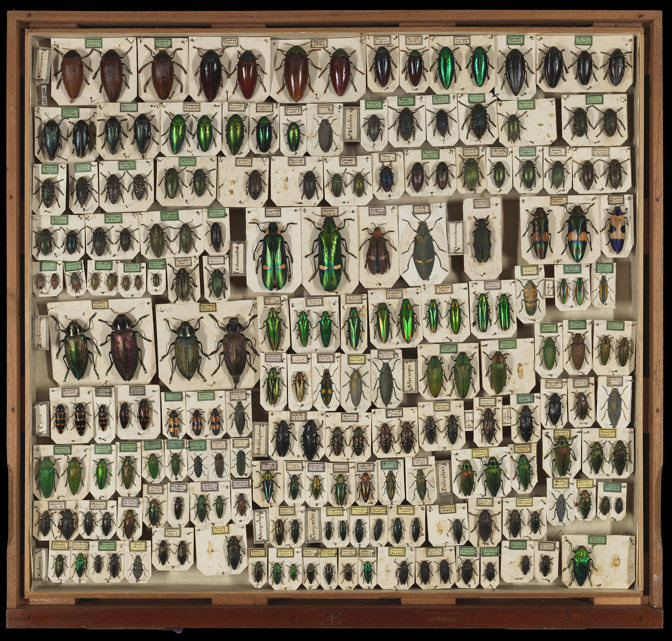 Specimen drawer of Buprestidae (Jewel beetles)