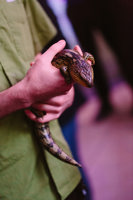 Close up of a person's hands holding a lizard