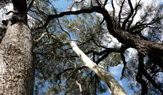 View of the sky through tall eucalyptus trees