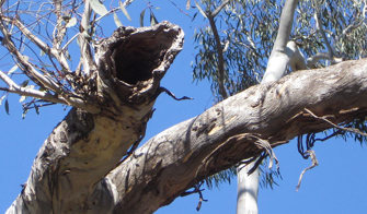 Hollow in a tree branch