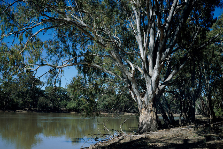Trees along a river bank