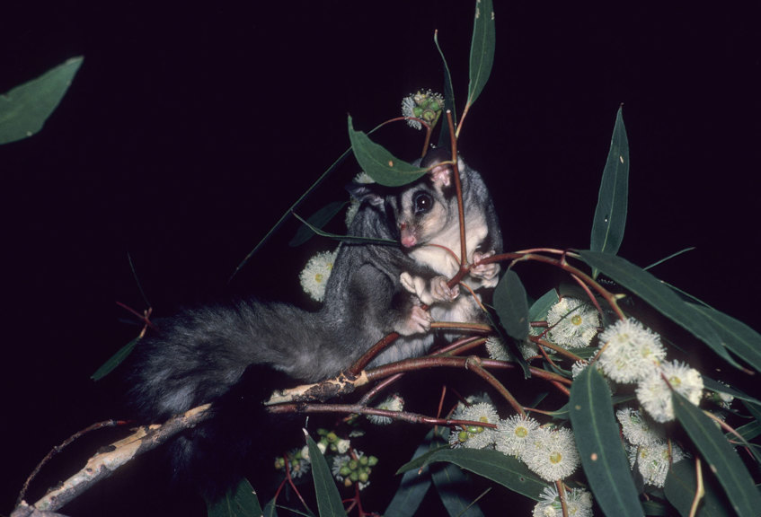 Possum on a small flowering branch