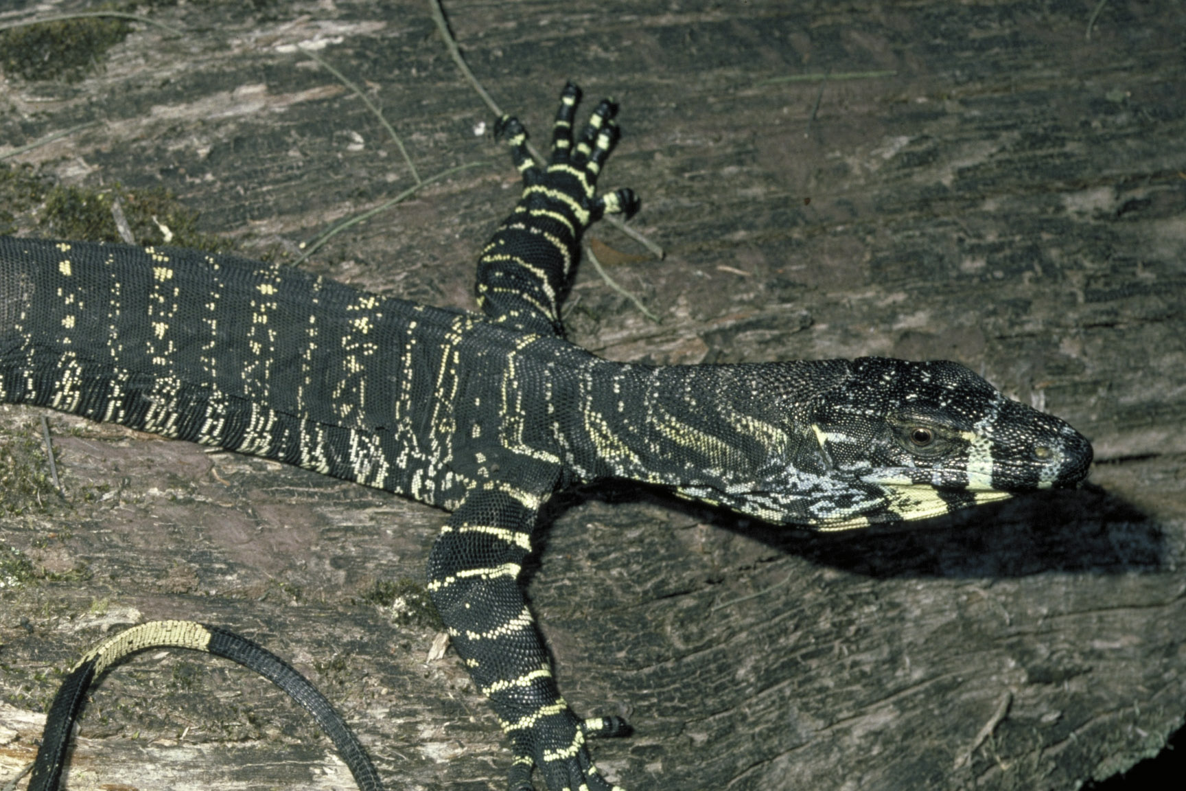 detail of a Tree goanna resting on a long