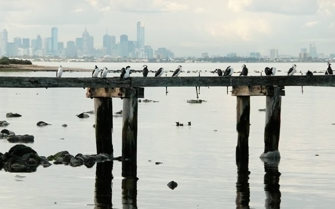 Birds roosting on a pier with the city skyline in the background