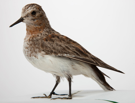 Taxidermy bird