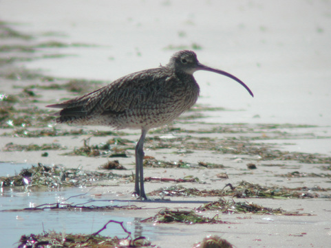 A bird with a long beak and long legs standing on the shoreline
