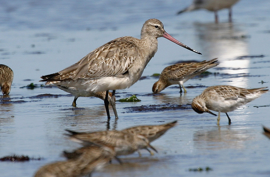A brown bird wading in shallow water surrounded by smaller brown birds feeding