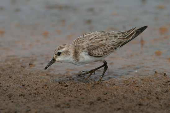 Small brown bird standing on the shoreline