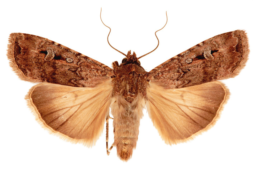 Dorsal view of female Agrotis infusa, Bogong moth.
