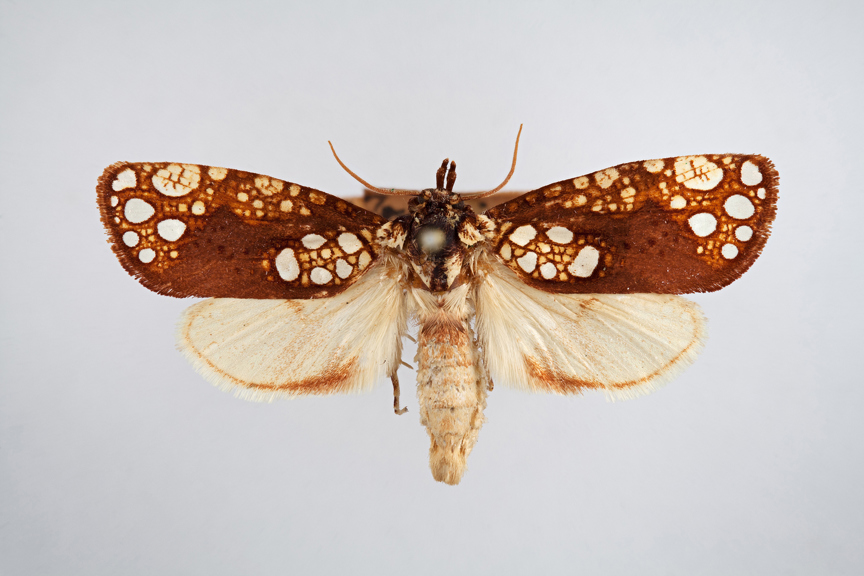Dorsal view of female Dugeonea actinias.