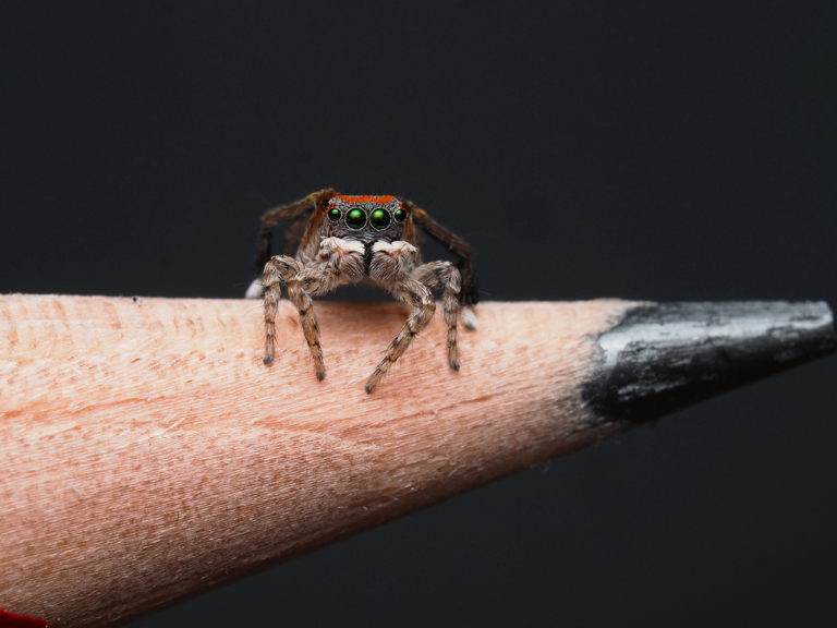 A spider sits atop a pencil.