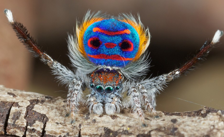 A stunning spider with a blue abdomen and orange spots. 