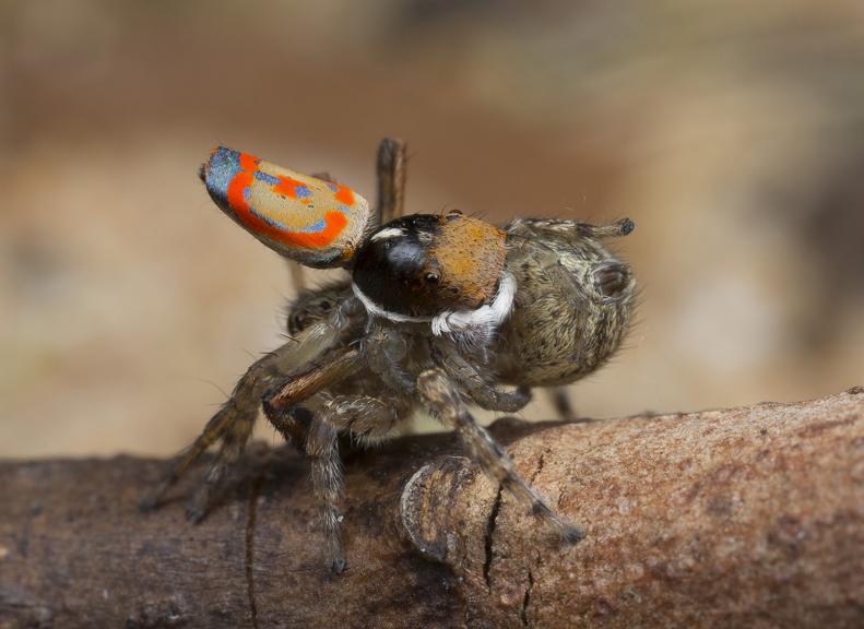 Two spiders, one smaller and colourful, one larger and dull, mating. 