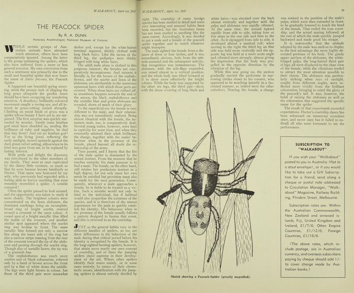 A yellowed article and black and white sketch of a spider. 