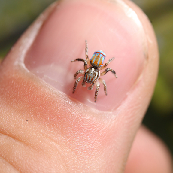 A colourful spider covering a fraction of a person's thumb nail. 