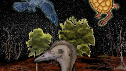 An illustration from Story in the Stars of an emu, crow and turtle