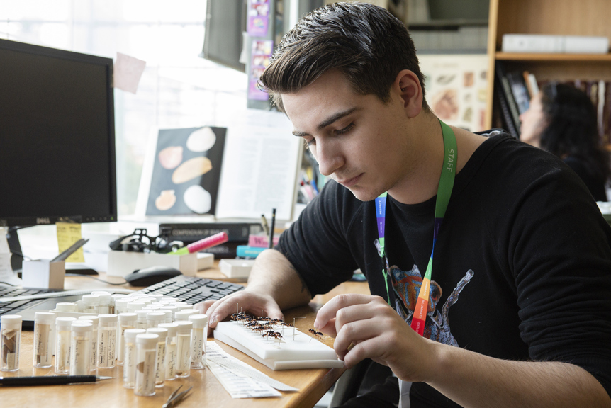 A young scientist classifying insects. 