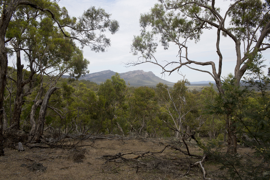 Field site, Camp Cooinda Burrong, Grampians National Park.